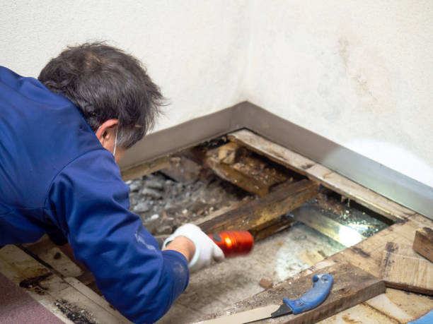 Best Localized Mold Remediation (e.g., coastal areas, humid climates) in East Palo Alto, CA